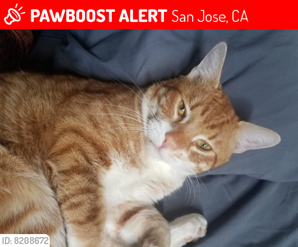 Lost Male Cat last seen Aintree Dr., San Jose, CA 95119