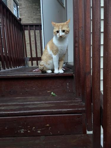 Lost Male Cat last seen West lawn Chicago , Chicago, IL 60629