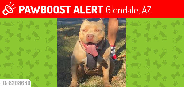 Lost Male Dog last seen Near ave and northern, Glendale, AZ 85302