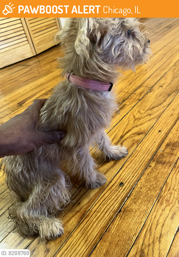 Found/Stray Female Dog last seen 73rd Phillips , Chicago, IL 60619