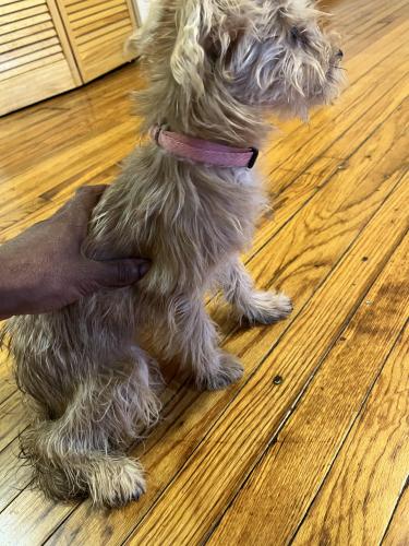 Found/Stray Female Dog last seen 73rd Phillips , Chicago, IL 60619