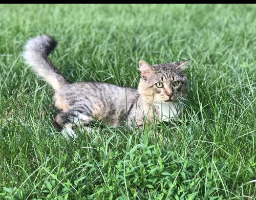 Lost Male Cat last seen Daventry neighborhood , West Springfield, VA 22152