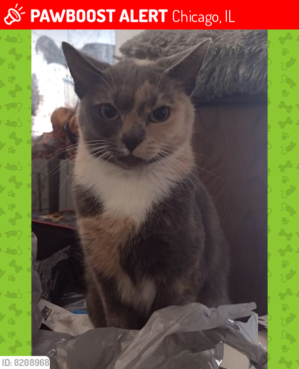 Lost Female Cat last seen Western, Chicago, IL 60629