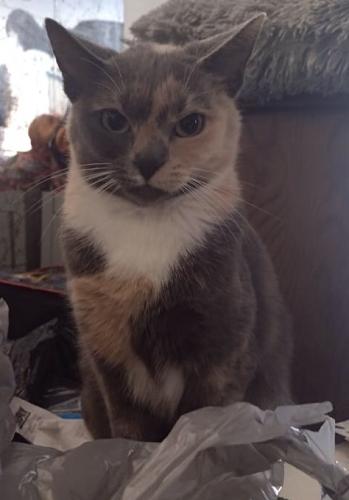 Lost Female Cat last seen Western, Chicago, IL 60629