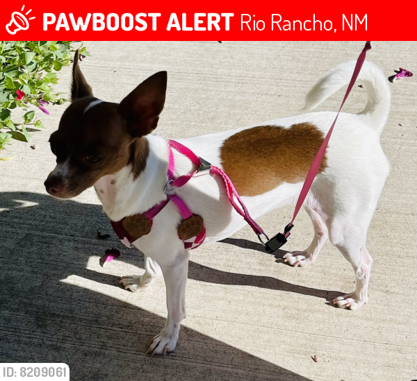 Lost Female Dog last seen Unser and Mariposa Parkway, Rio Rancho, NM 87144
