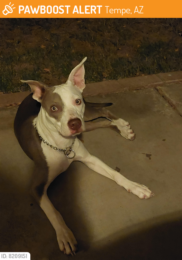 Found/Stray Female Dog last seen A park near a school in the neighborhood around McClintock and Guadalupe, Tempe, AZ 85283