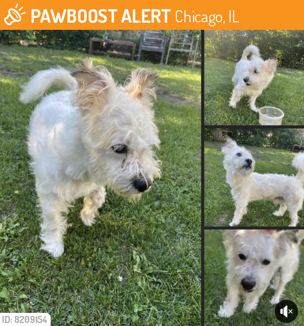 Found/Stray Male Dog last seen W 57th and S Kilbourn, Chicago, IL 60629