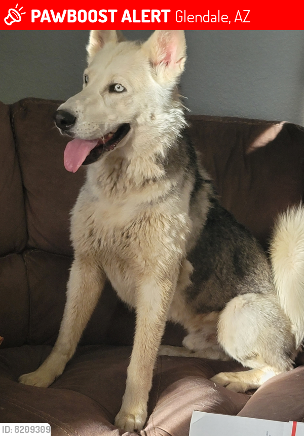 Lost Male Dog last seen Near ave and Wolf, Glendale, AZ 85033