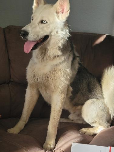 Lost Male Dog last seen Near ave and Wolf, Glendale, AZ 85033