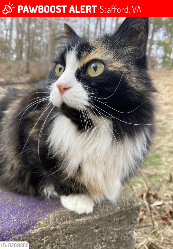 Lost Female Cat last seen Near white pine circle Stafford, Va 22554, Stafford, VA 22554