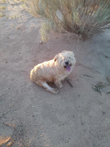 Found/Stray Female Dog last seen Trailhead Park near Rivers Edge One , Rio Rancho, NM 87144