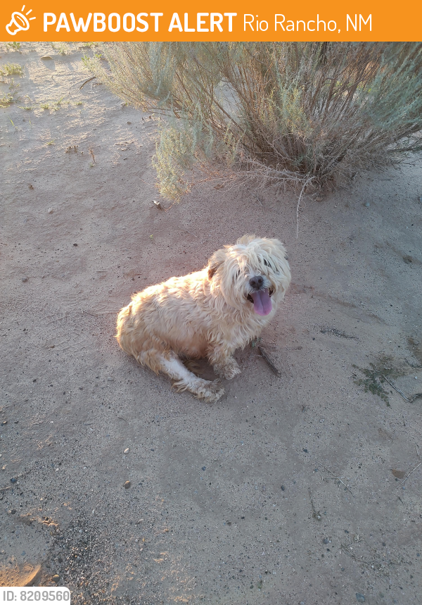 Surrendered Female Dog last seen Trailhead Park near Rivers Edge One , Rio Rancho, NM 87144