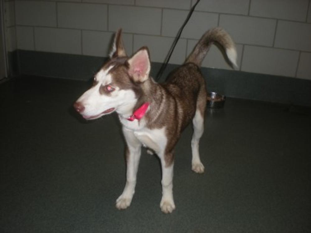 Shelter Stray Female Dog last seen Near Bloomfield Drive,  Alexandria VA 22312, Fairfax County, VA, Fairfax, VA 22032
