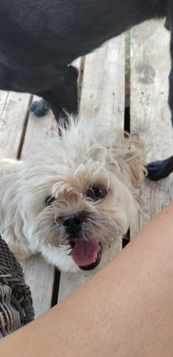 Found/Stray Female Dog last seen Barcelona and Coors Blvd , Albuquerque, NM 87105