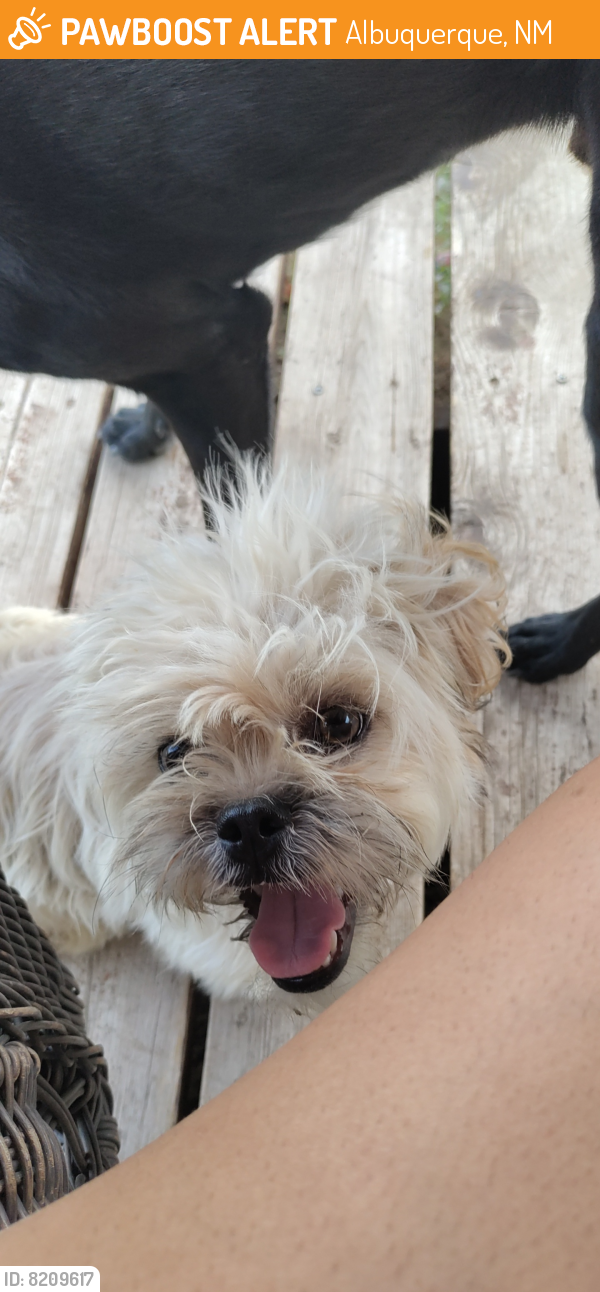 Rehomed Female Dog last seen Barcelona and Coors Blvd , Albuquerque, NM 87105