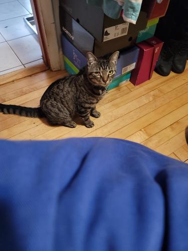 Lost Male Cat last seen Carmen and North Spaulding Ave by North Park university., Chicago, IL 60625