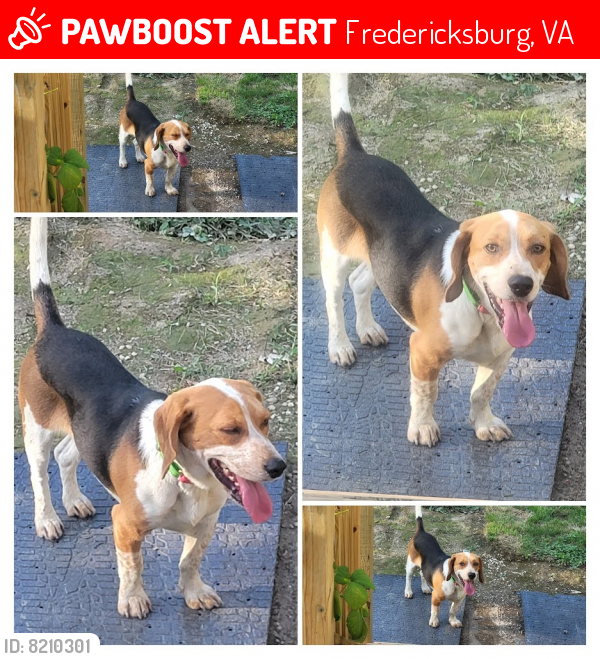 Deceased Male Dog last seen Taco Bell on Route 1, headed down Landsdowne Rd, Fredericksburg, VA 22401