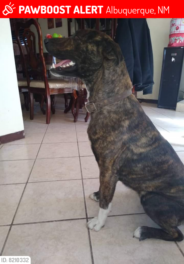 Lost Female Dog last seen Aveces Cesar chaves and Broadway , Albuquerque, NM 87102
