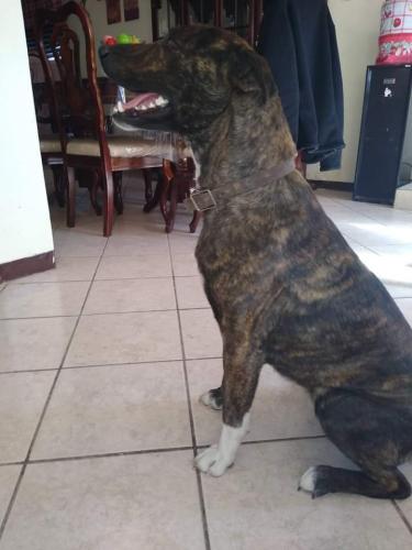 Lost Female Dog last seen Aveces Cesar chaves and Broadway , Albuquerque, NM 87102