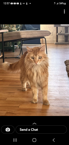 Lost Male Cat last seen Mountain and 14th, Albuquerque, NM 87104