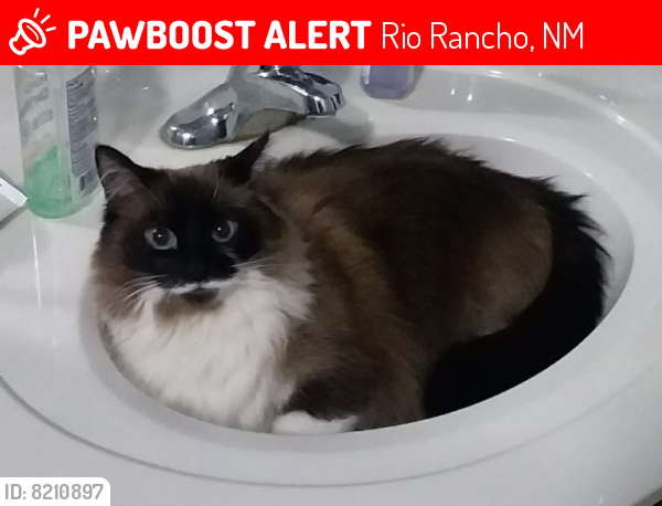 Lost Female Cat last seen Sunny Meadows Dr, Rio Rancho, NM 87144