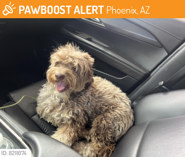 Found/Stray Male Dog last seen Near N 27th st , Phoenix, AZ 85032