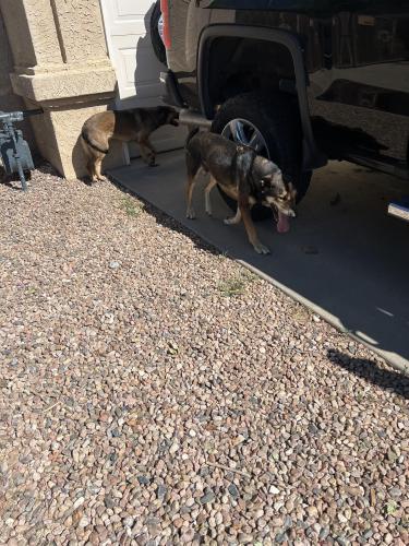 Found/Stray Male Dog last seen Golf course and Ellison, Albuquerque, NM 87114