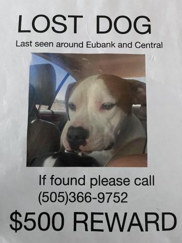 Lost Male Dog last seen Eubank and central, Albuquerque, NM 87123