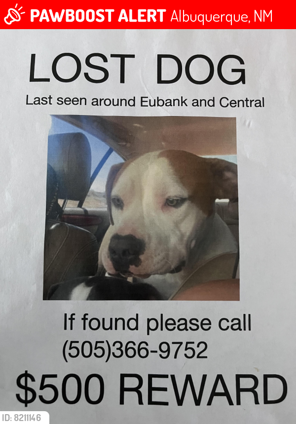 Lost Male Dog last seen Eubank and central, Albuquerque, NM 87123
