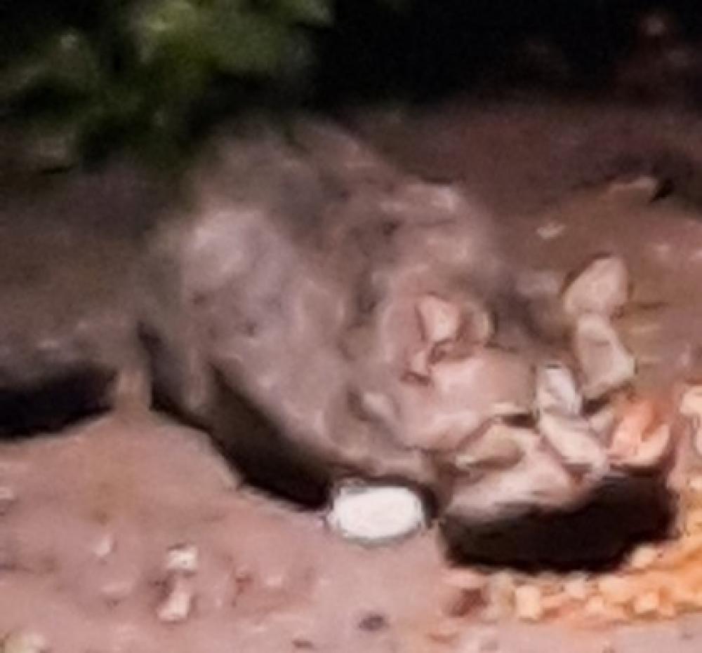 Shelter Stray Unknown Cat last seen Fairfax Station, VA 22039, Fairfax, VA 22032