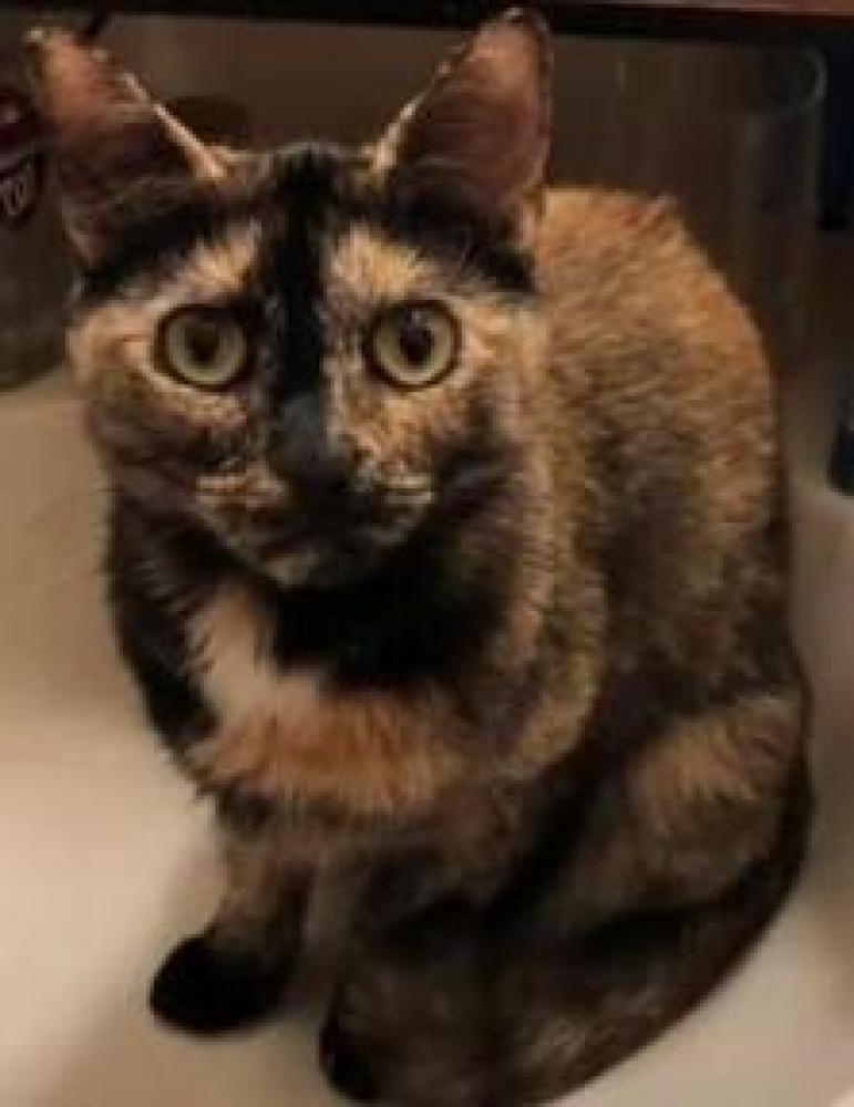 Shelter Stray Female Cat last seen West Springfield, VA 22152, Fairfax, VA 22032