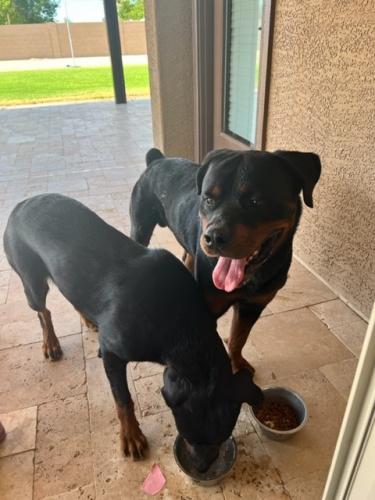 Found/Stray Unknown Dog last seen Litchfield and Glendale, Glendale, AZ 85307