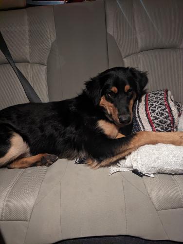 Found/Stray Male Dog last seen UNSER BLVD & SOUTHERN RIO RANCHO, Rio Rancho, NM 87124