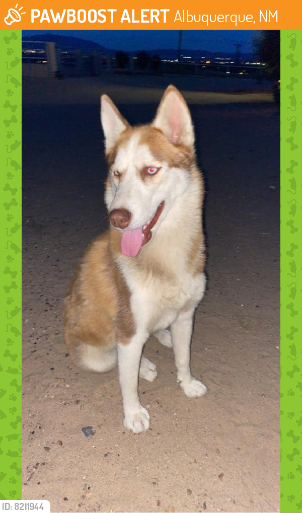 Found/Stray Female Dog last seen SOUTH VALLEY,  BRIDGE, Albuquerque, NM 87121