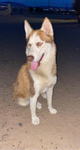 Found/Stray Female Dog last seen SOUTH VALLEY,  BRIDGE, Albuquerque, NM 87121
