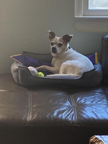 Lost Male Dog last seen Hillendale and Chevy Chase Dr, Chevy Chase, MD 20815
