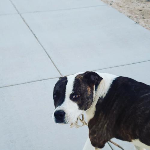 Lost Unknown Dog last seen Longmore rd and Thomas rd. Scottsdale AZ, Scottsdale, AZ 85256