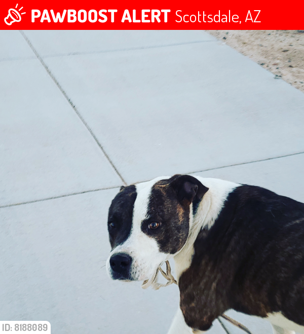 Lost Unknown Dog last seen Longmore rd and Thomas rd. Scottsdale AZ, Scottsdale, AZ 85256