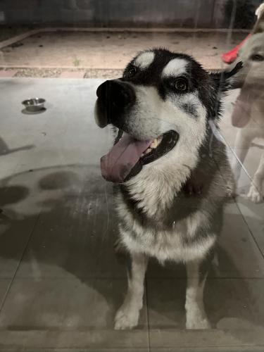 Found/Stray Male Dog last seen 77th Ave and Broadway, Phoenix, AZ 85043