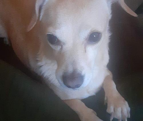 Lost Male Dog last seen Dunlap and 22nd, Phoenix, AZ 85021