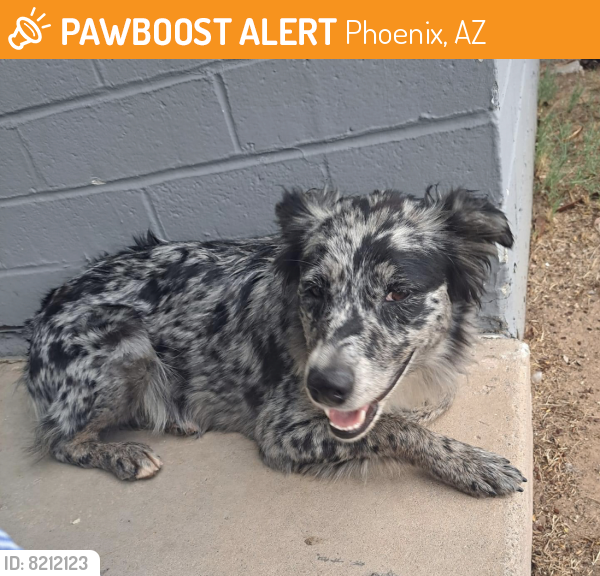 Found/Stray Female Dog last seen Near w granada rd phoenix az 85009, Phoenix, AZ 85009