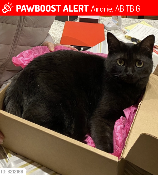 Lost Female Cat last seen Near coopers crescent , Airdrie, AB T4B 0G7