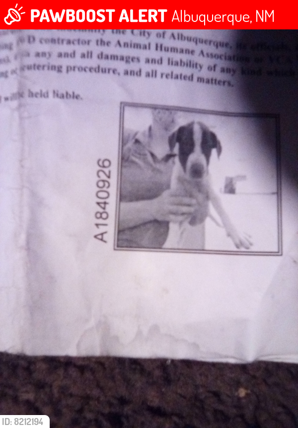 Lost Male Dog last seen Say happy apmts 12 Indian, Albuquerque, NM 87104