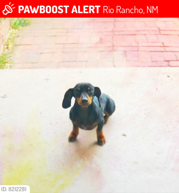 Lost Female Dog last seen Cabazon near west side and Unser, Rio Rancho, NM 87124