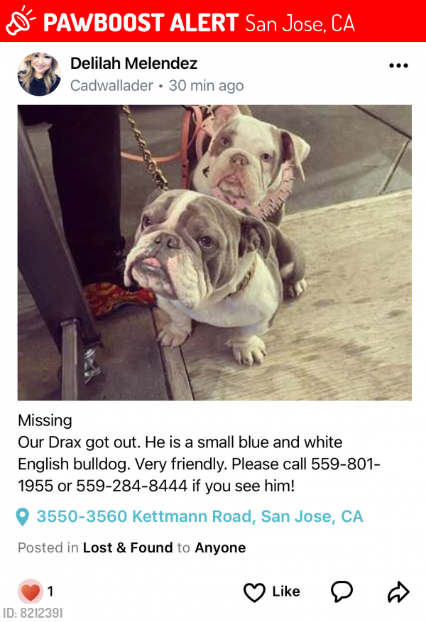 Lost Male Dog last seen Kettmann Rd San Jose CA, San Jose, CA 95121