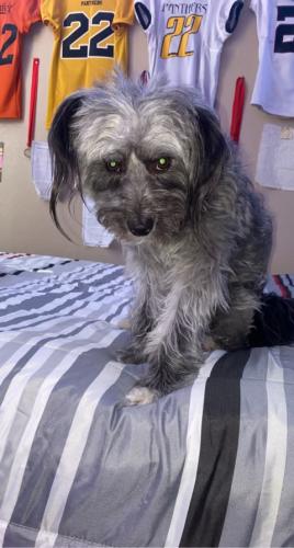 Lost Male Dog last seen N 83rd Ave and West Maryland Ave, Glendale, AZ 85303