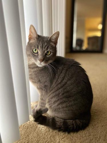 Lost Male Cat last seen Cameron Court apmts, Alexandria, VA 22314