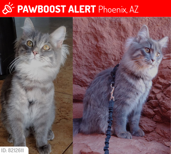 Lost Male Cat last seen 7th Ave and Utopia, Phoenix, AZ 85027