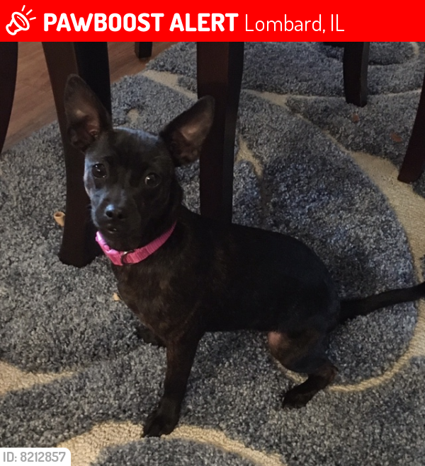 Lost Female Dog last seen Roosevelt Road & School Street, Lombard, IL 60148