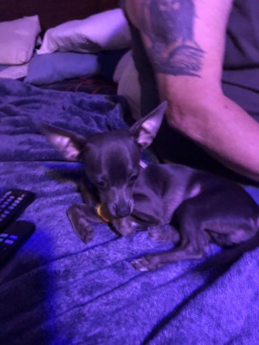 Lost Male Dog last seen Coors paseo, Albuquerque, NM 87120